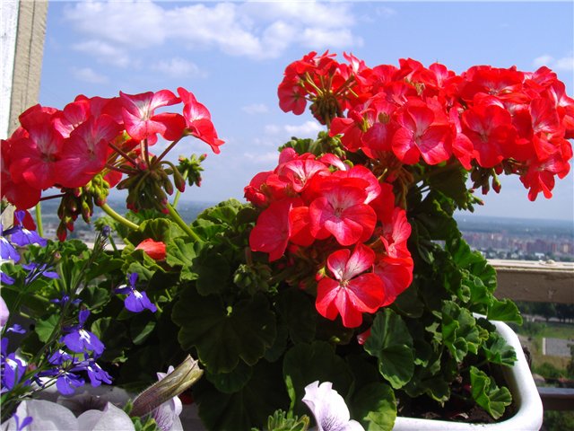 Зональная герань (пеларгония) красная, миниатюрная с простым цветком ярко-красного цвета